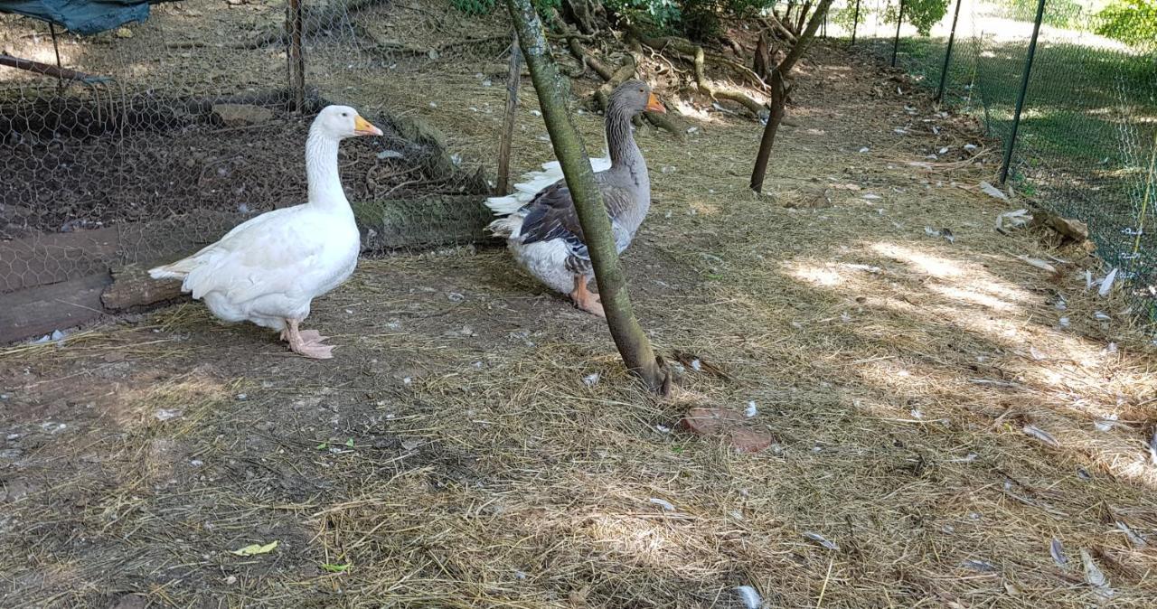 Gite Santenay Les Bains Saint-Sernin-du-Plain Bagian luar foto