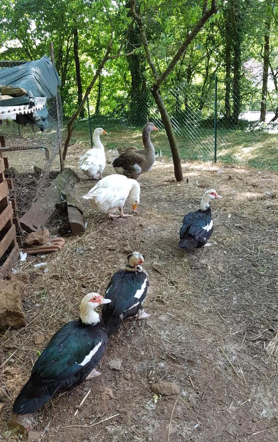 Gite Santenay Les Bains Saint-Sernin-du-Plain Bagian luar foto
